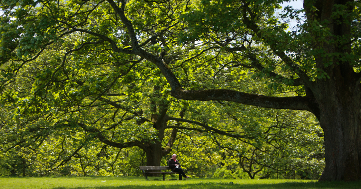 Person sitting on bench surrounded by trees at Auckland Castle Deer Park