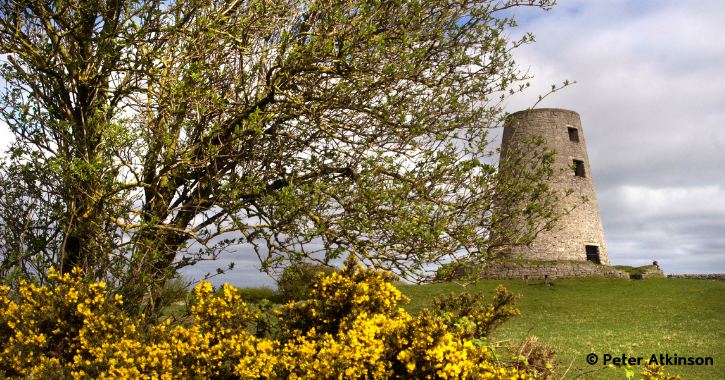 Cleadon Hills with Cleadon Windmill. Yellow flowers in foreground.