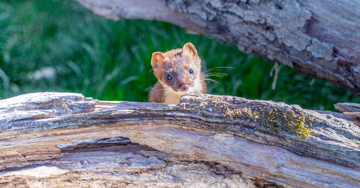 Stoat looking out between parts of tree