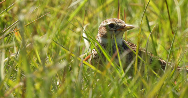 Skylark amongst grass.