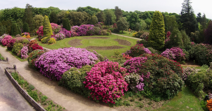 Trees and Rhododendrons at Ushaw Historic House, Chapels and Gardens