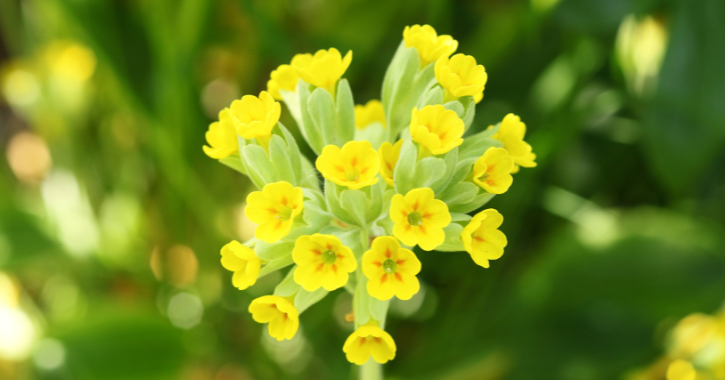 Close-up of cowslip