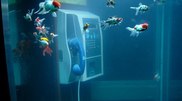 Aquarium' a former BT red telephone box, transformed into an illuminated  aquarium tank, as part of the Lumiere celebrations in Durham Stock Photo -  Alamy