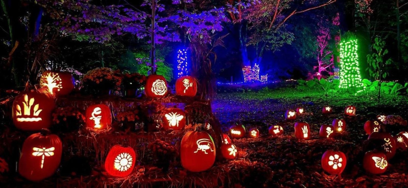 Pumpkin trail at Auckland Palace